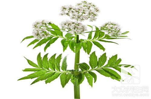 魚腥草煮湯做法