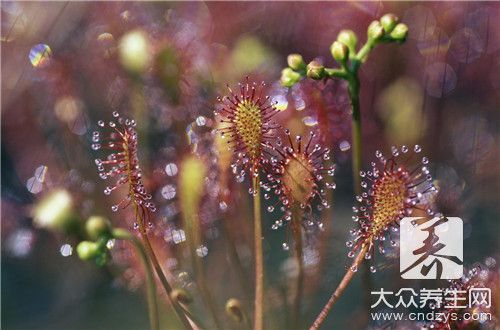 能吃的28種野菜