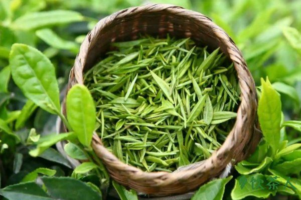 喝綠茶的注意事項，不宜過濃/不喝隔夜茶/空腹不喝綠茶