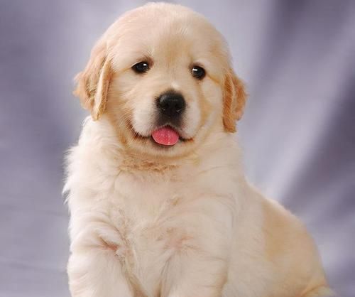 犬類發(fā)育的關鍵階段之第二階段（探究犬類成長期的營養(yǎng)、健康與行為特點）