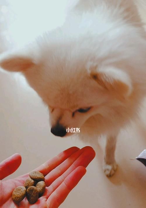 犬類發(fā)育的關鍵階段之第二階段（探究犬類成長期的營養(yǎng)、健康與行為特點）