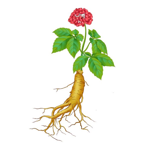 《本草綱目》故事：百草之王人參