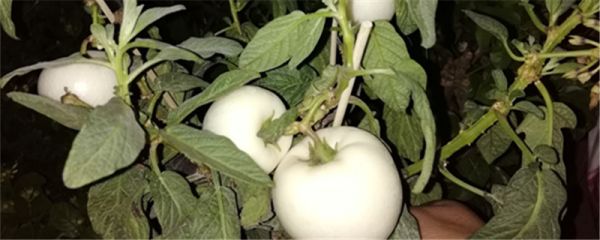人參果為什么叫人參果，功效與作用