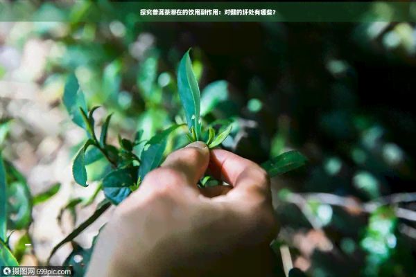 探究普洱茶潛在的飲用副作用：對(duì)健的壞處有哪些？