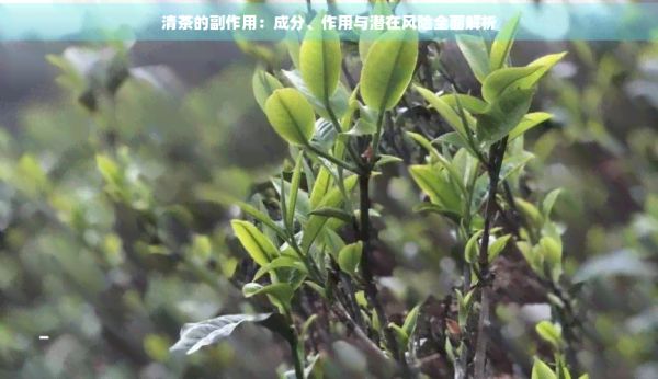 清茶的副作用：成分、作用與潛在風(fēng)險(xiǎn)全面解析