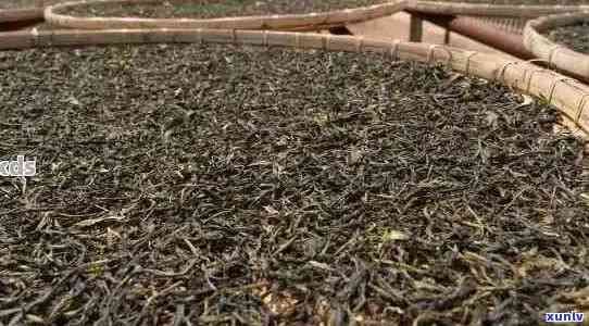 半生半熟普洱茶的 *** 工藝及其可飲用性與功效：如何泡制？