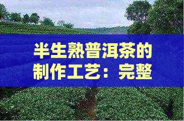 半生熟普洱茶的制作工藝：完整流程與推薦