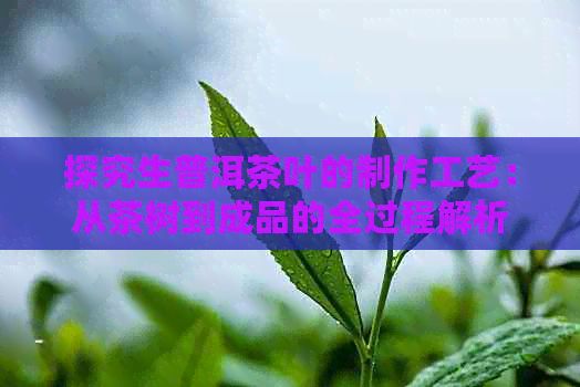 探究生普洱茶葉的制作工藝：從茶樹到成品的全過程解析
