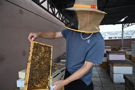 據(jù)介紹一個蜂箱中約有10個隔板，每個隔板上通?？赏Ｐs2000只蜜蜂。馮麗妃攝