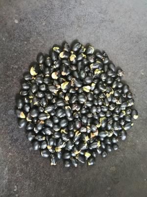 炒黑豆的做法 步驟3
