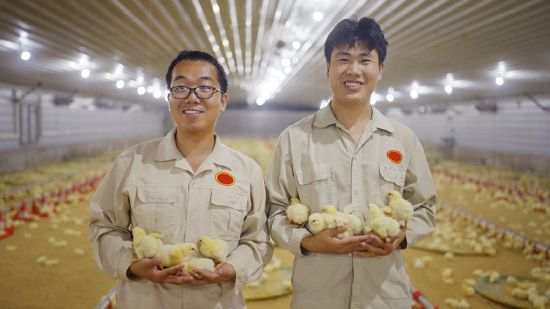 專業(yè)飼養(yǎng)人員管理，關(guān)注“無籠好雞”的健康成長