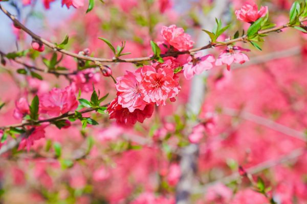 四月的平谷已經(jīng)進(jìn)入一年中最美的時節(jié)，春風(fēng)徐徐，桃花綻放。受訪者供圖