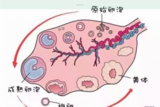 〖香港大齡女性可以做試管嬰兒?jiǎn)?因各種因素而異!〗