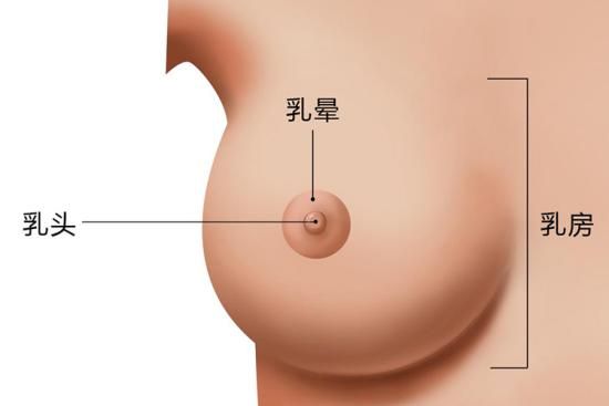 健康乳頭圖