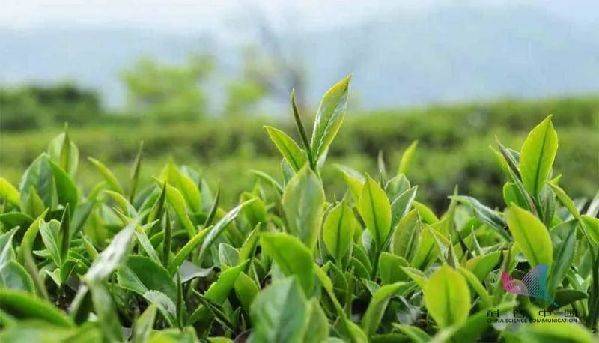 喝茶真的能刮油減肥嗎？