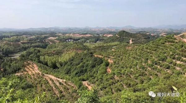 山茶油的歷史文化