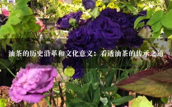 油茶的歷史沿革和文化意義：看透油茶的傳承之道