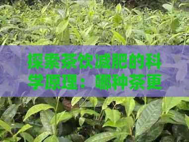 探索茶饮减肥的科学原理：哪种茶更有效？如何正确饮用以达到效果？