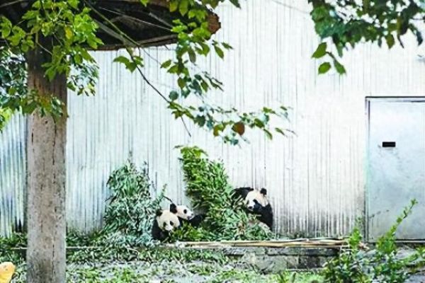 臥龍神樹坪基地的大熊貓 單 劼攝
