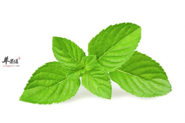 薄荷1.jpg