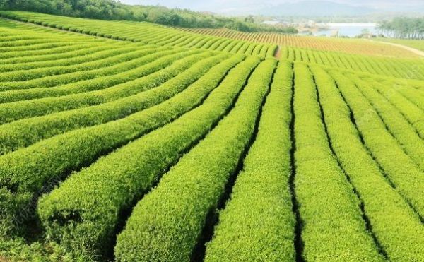 綠茶面膜有什么好處？綠茶面膜有什么功效？(2)