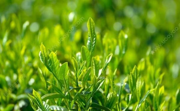 綠茶面膜有什么好處？綠茶面膜有什么功效？(4)
