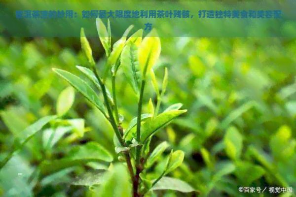 普洱茶渣的妙用:如何更大限度地利用茶叶残骸,打造独特美食和美容配方