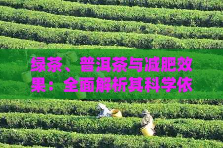 綠茶、普洱茶與減肥效果：全面解析其科學(xué)依據(jù)與實際效果