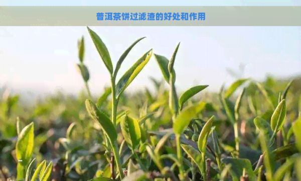 普洱茶饼过滤渣的好处和作用