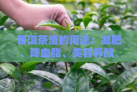 普洱茶渣的用途：減肥、降血脂、美容養(yǎng)顏、緩解便秘等。普洱茶渣不可食用。