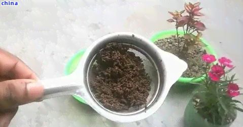 茶葉渣的妙用：如何將其轉(zhuǎn)化為花盆種植的綠色肥料？