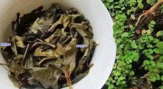 茶葉渣的妙用：如何將其轉(zhuǎn)化為花盆種植的綠色肥料？
