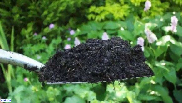 茶葉渣的妙用：如何將其轉(zhuǎn)化為花盆種植的綠色肥料？