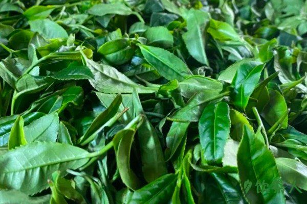 綠茶制作六個(gè)工序，手工炒制綠茶的最佳方法(制作過(guò)程詳細(xì))