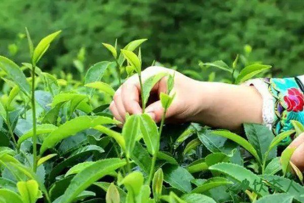 綠茶的制作流程五個步驟，綠茶的制作工藝流程