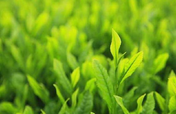 茶葉殘渣你不知道的神奇功效