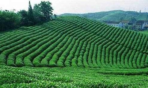 茶葉殘渣你不知道的神奇功效