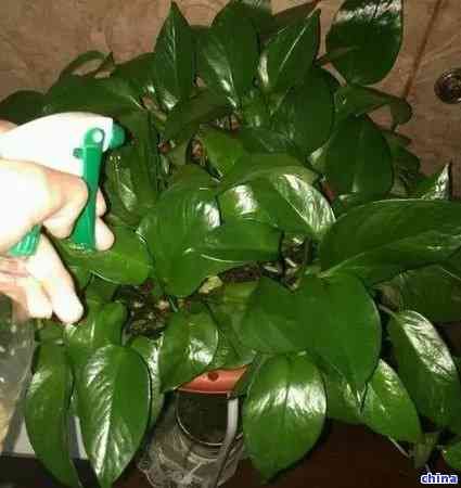 茶叶渣如何巧妙地应用于茶花养护？