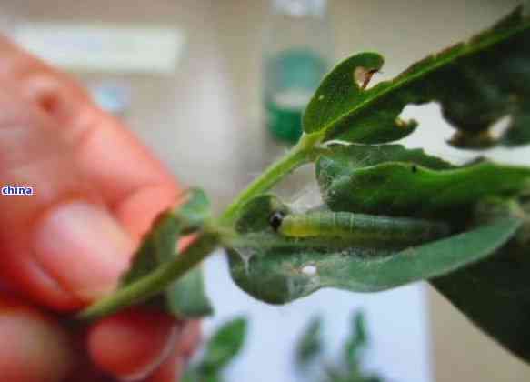 茶叶渣如何巧妙地应用于茶花养护？