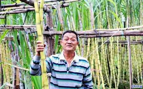 茶叶渣如何巧妙地应用于茶花养护？