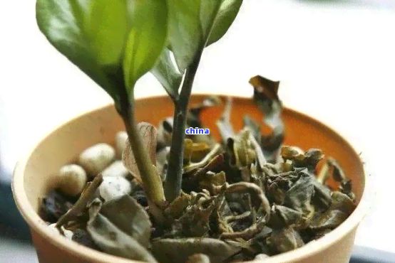 茶葉渣如何有效利用？除了泡茶外，還能作為花肥料嗎？