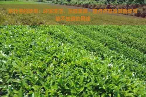 茶葉渣的妙用：環(huán)保清潔、烹飪美食、醫(yī)療療愈及其他你可能不知道的用途