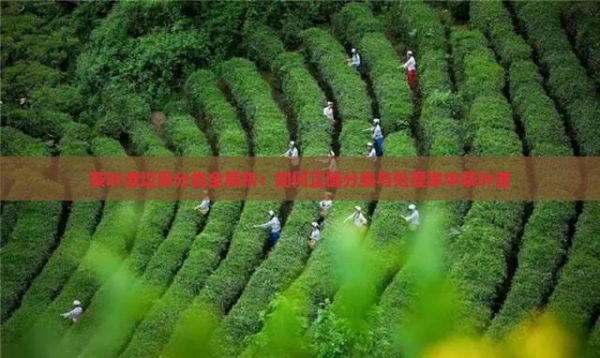 茶叶渣垃圾分类全解析：如何正确分类与处理家中茶叶渣
