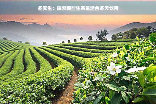 冬养生:探索哪些生茶最适合冬天饮用