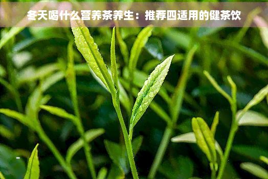 冬天喝什么营养茶养生:推荐四适用的健茶饮