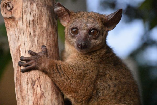 a bushbaby clings to a tree in tanzania
