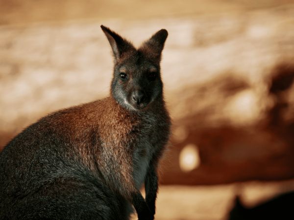 brown marsupial in tilt shift lens