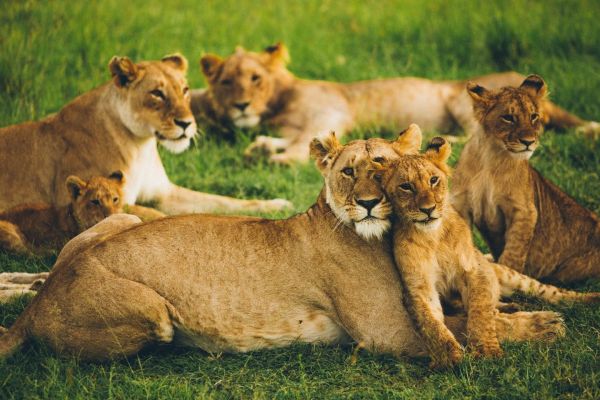 Lionesses rest with their cubs