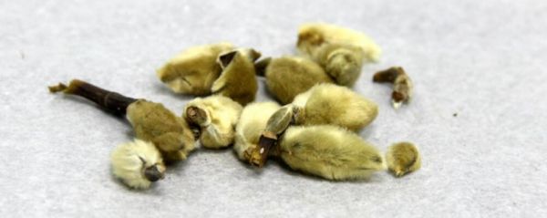 辛夷花 鼻炎治療 中醫(yī)治鼻炎 辛夷花治鼻炎
