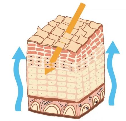 控制油脂分泌有哪些好方法？插图